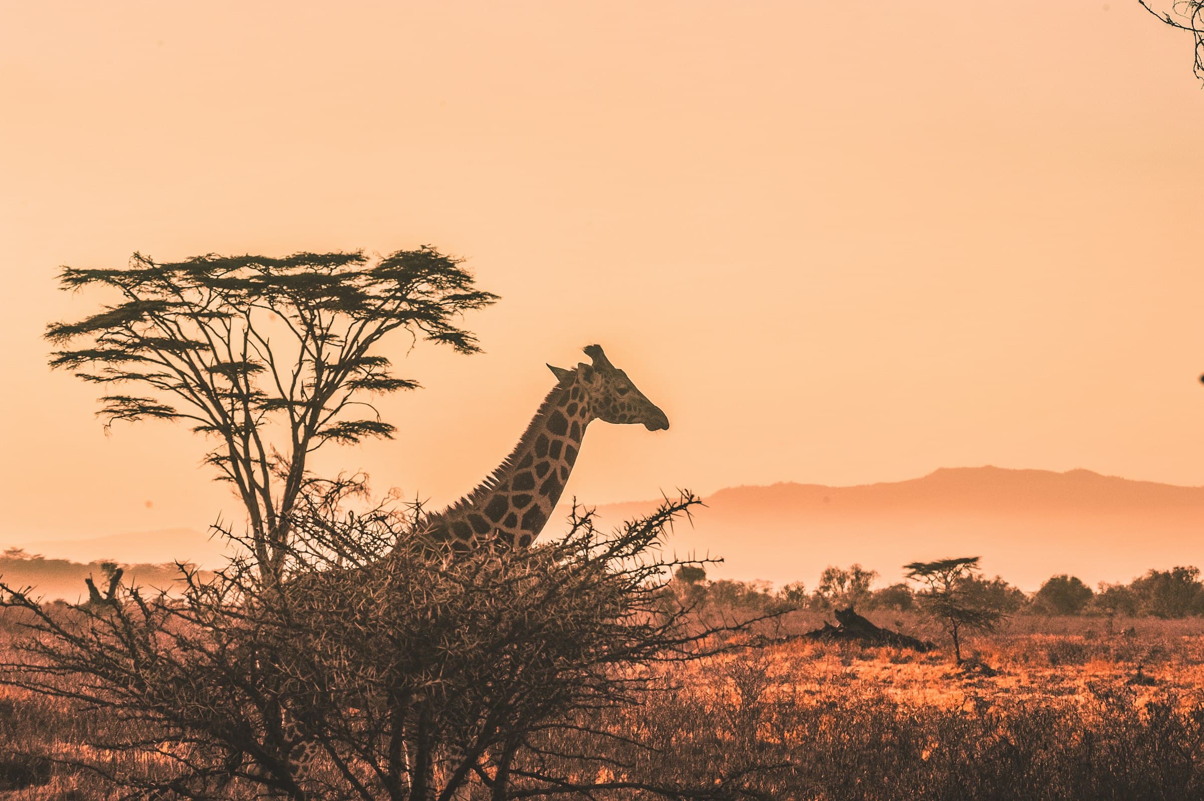 East African savanna at sunset with lone acacia tree