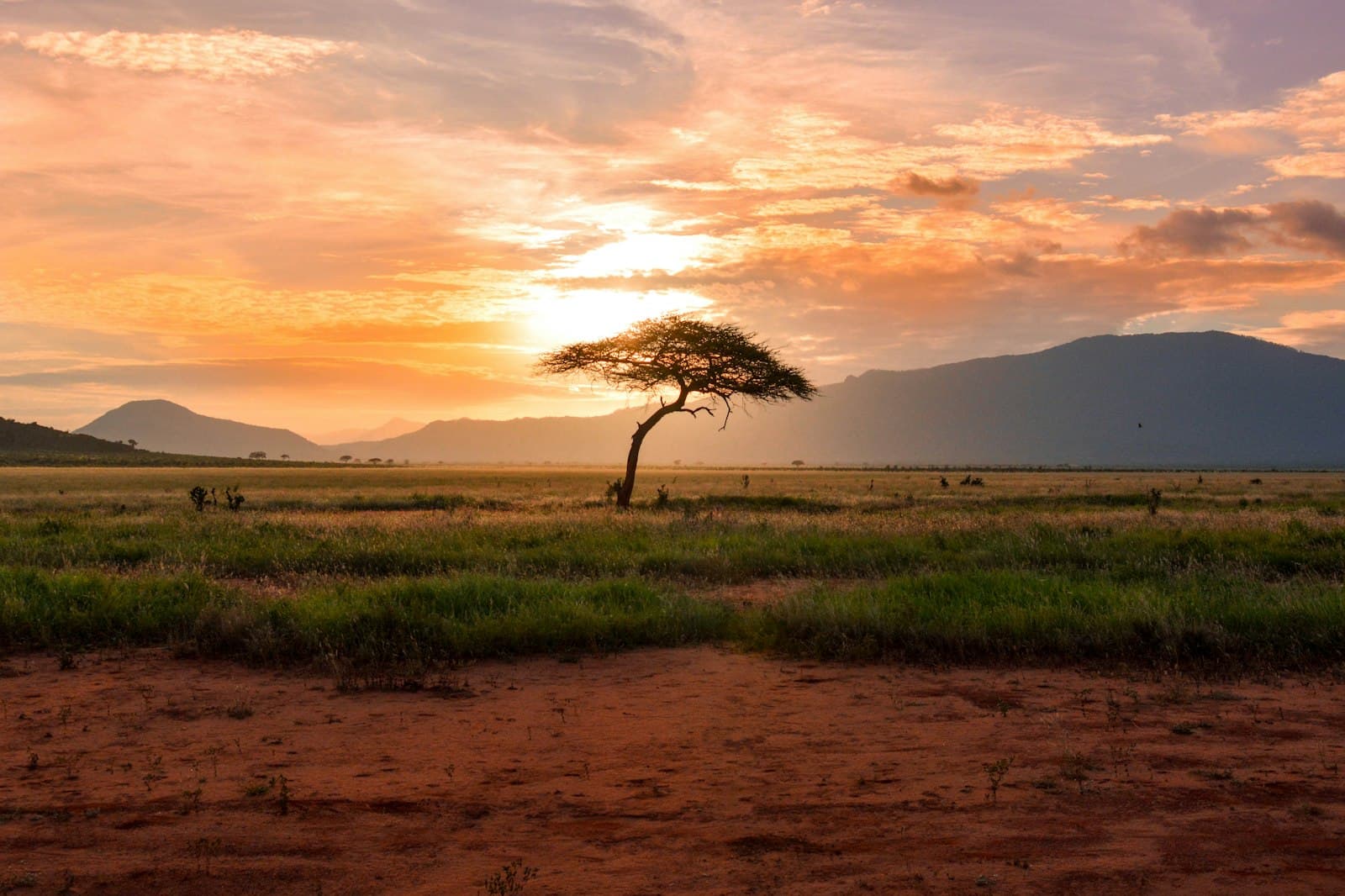 The Great Migration Safari